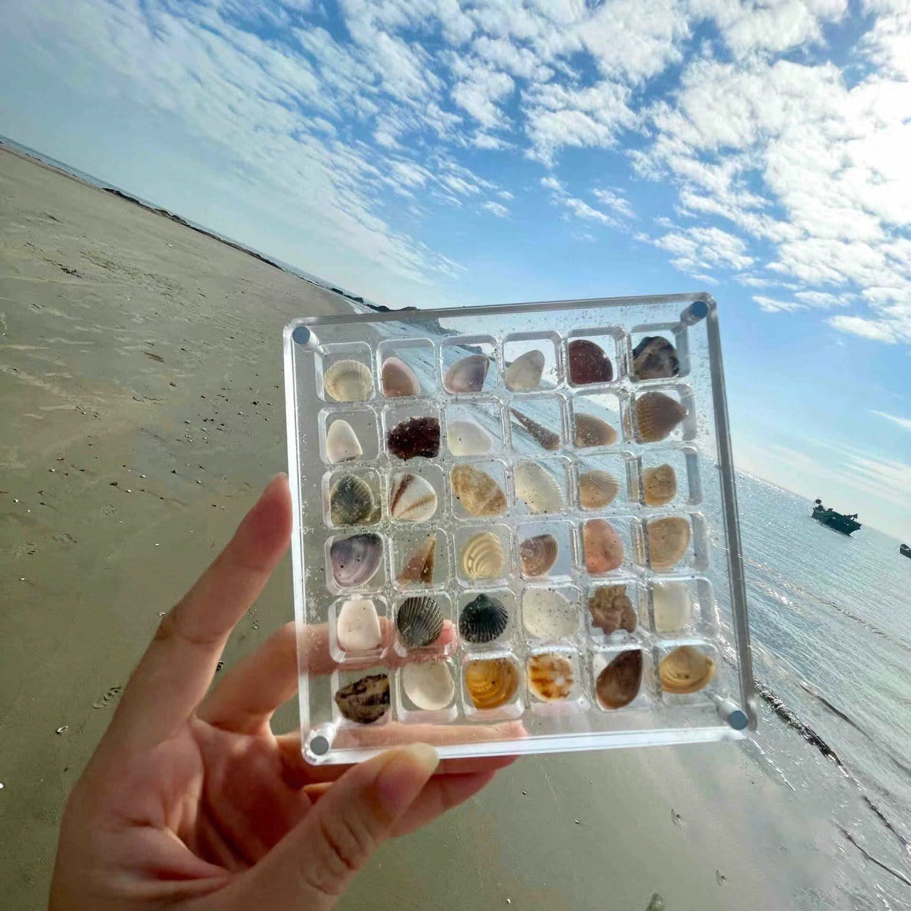 Cilifer® 🔥Acrylic Magnetic Seashell Display Box D01