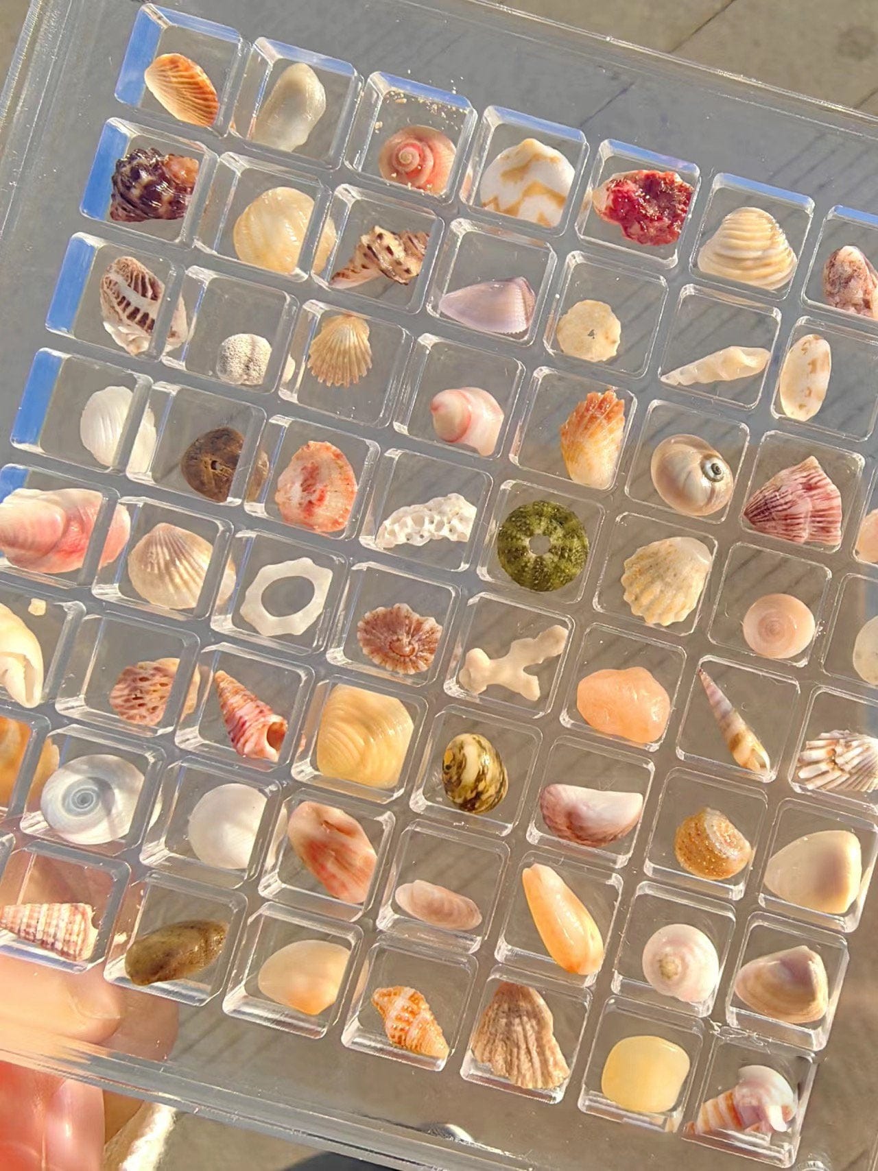 Cilifer® 🔥Acrylic Magnetic Seashell Display Box D01