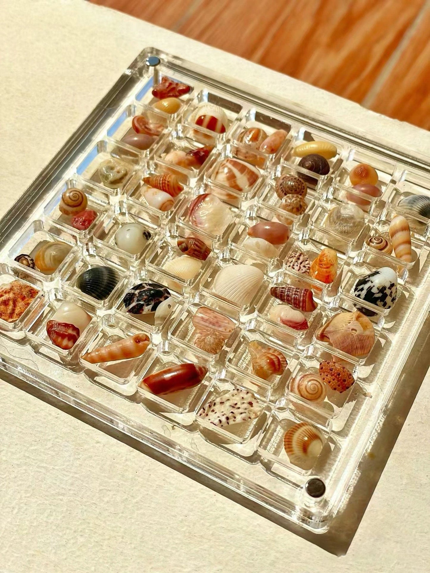 Cilifer® 🔥Acrylic Magnetic Seashell Display Box D01