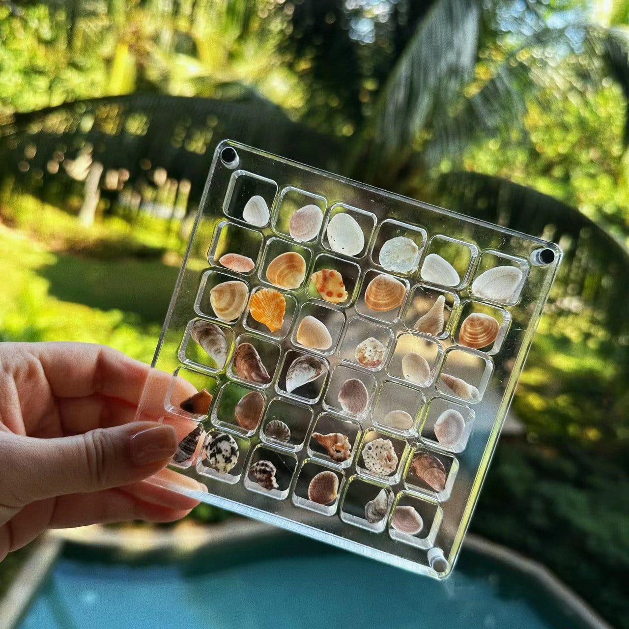 Cilifer® 🔥Acrylic Magnetic Seashell Display Box D01