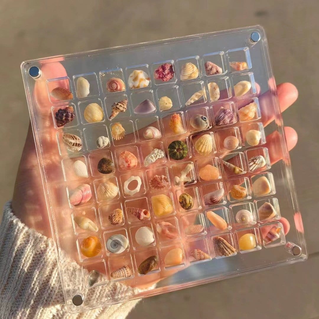 Cilifer® 🔥Acrylic Magnetic Seashell Display Box D01