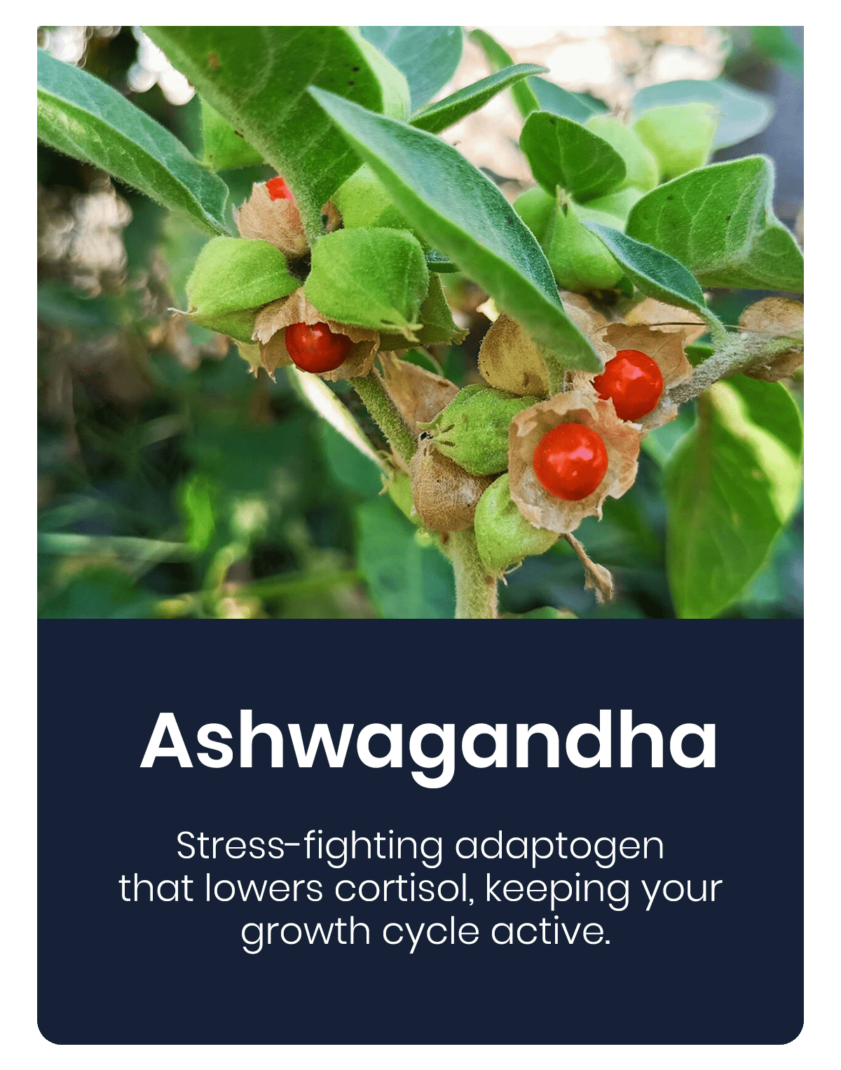 Lyyeto® HairRevix Advanced Hair Restoration Liquid Pearl 28 Lyyeto® HairRevix Advanced Hair Restoration Liquid Pearl